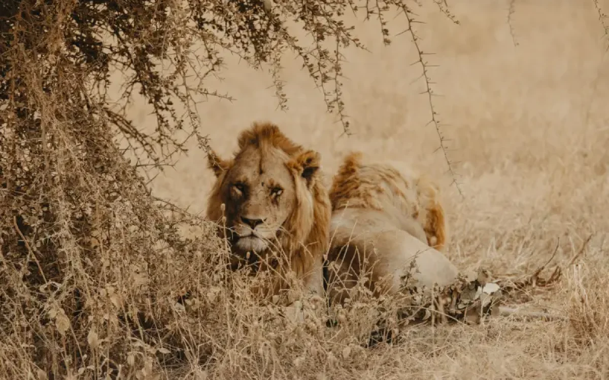 5-days-safari-tarangire-2-nights-serengeti-and-ngorongoro-crater1