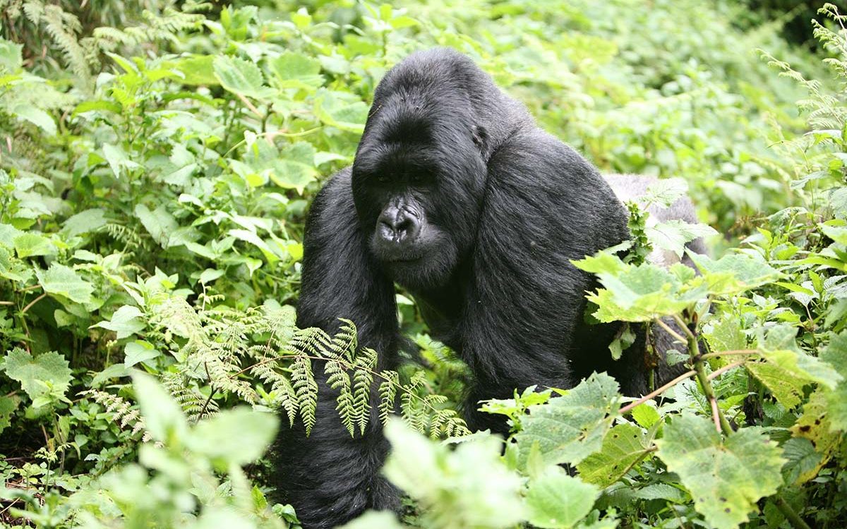 gorilla uganda