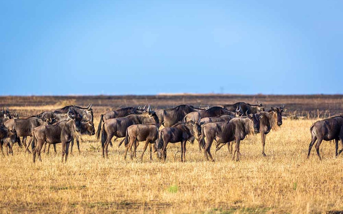 great migration 1 (2)