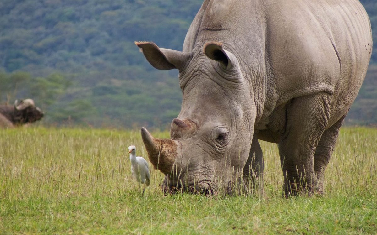 wild white rhinoceros grazing grass with cattle egret